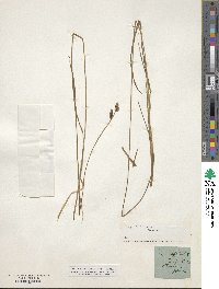 Carex caespitosa image