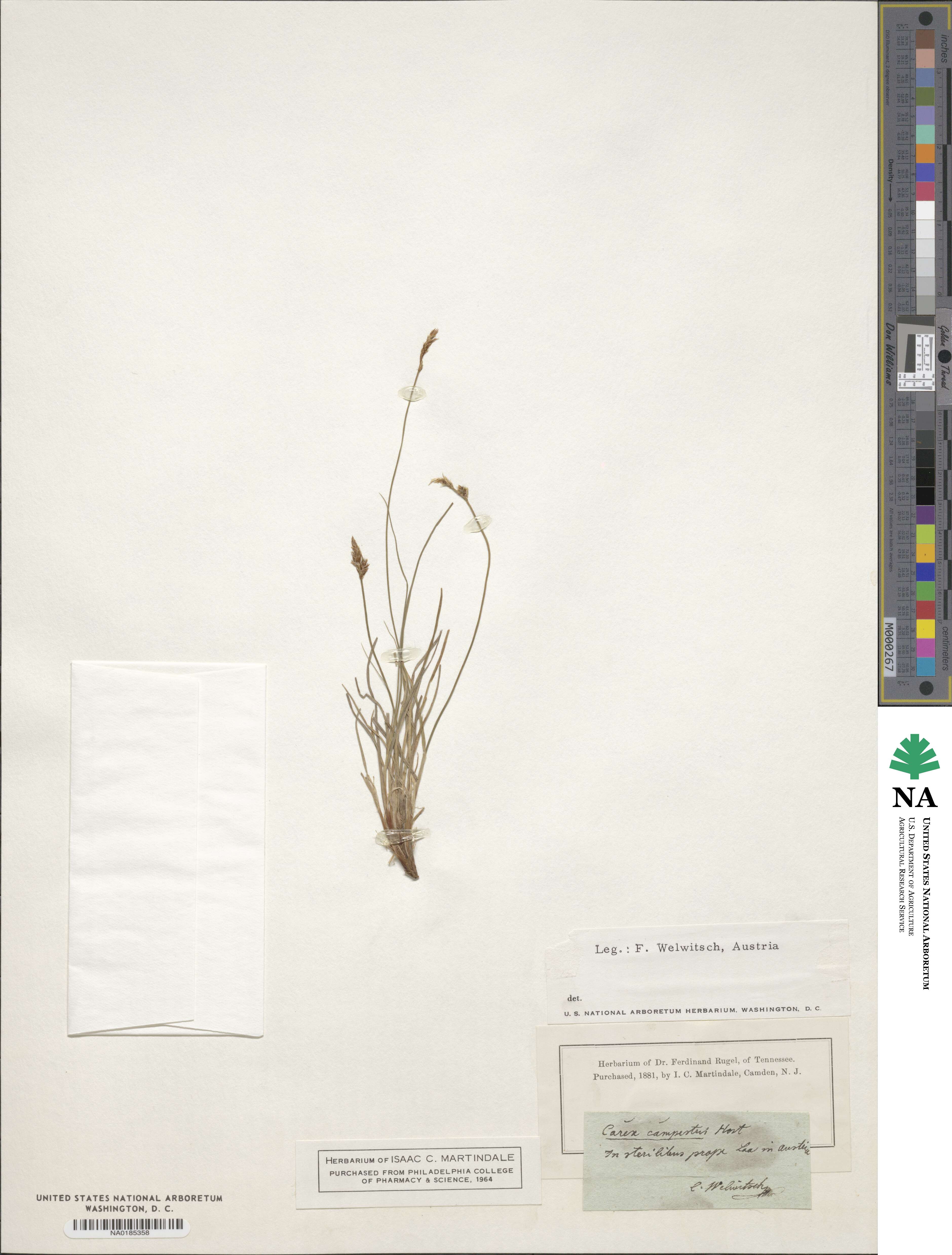 Carex supina var. supina image