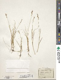 Carex canescens image