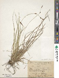 Carex capillaris image