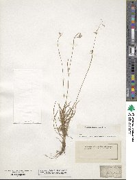 Carex capillaris image