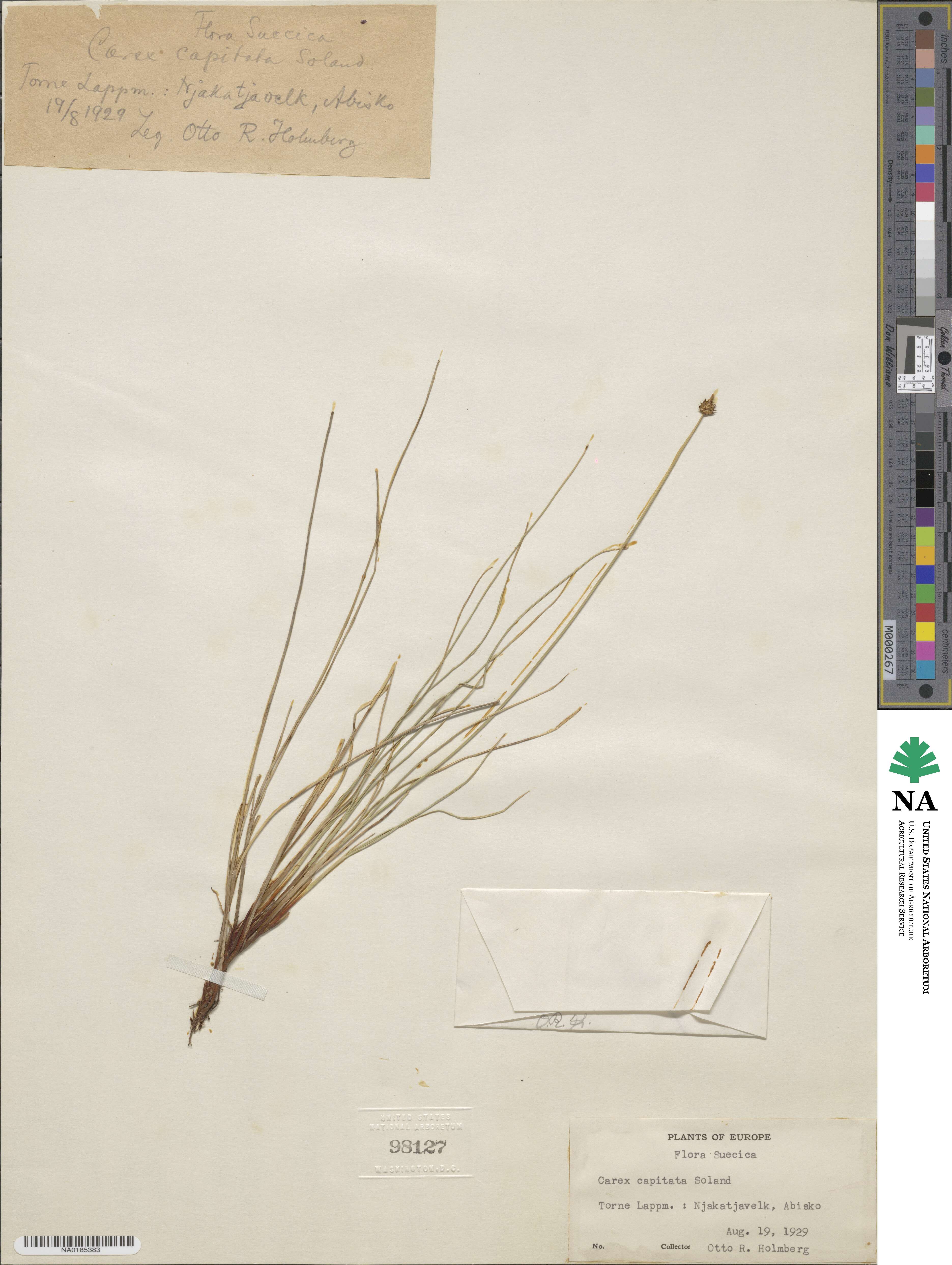 Carex capitata image