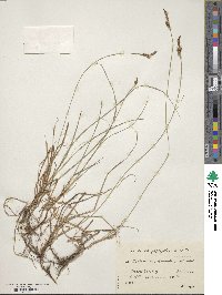 Carex caryophyllea image