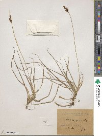 Carex caryophyllea image