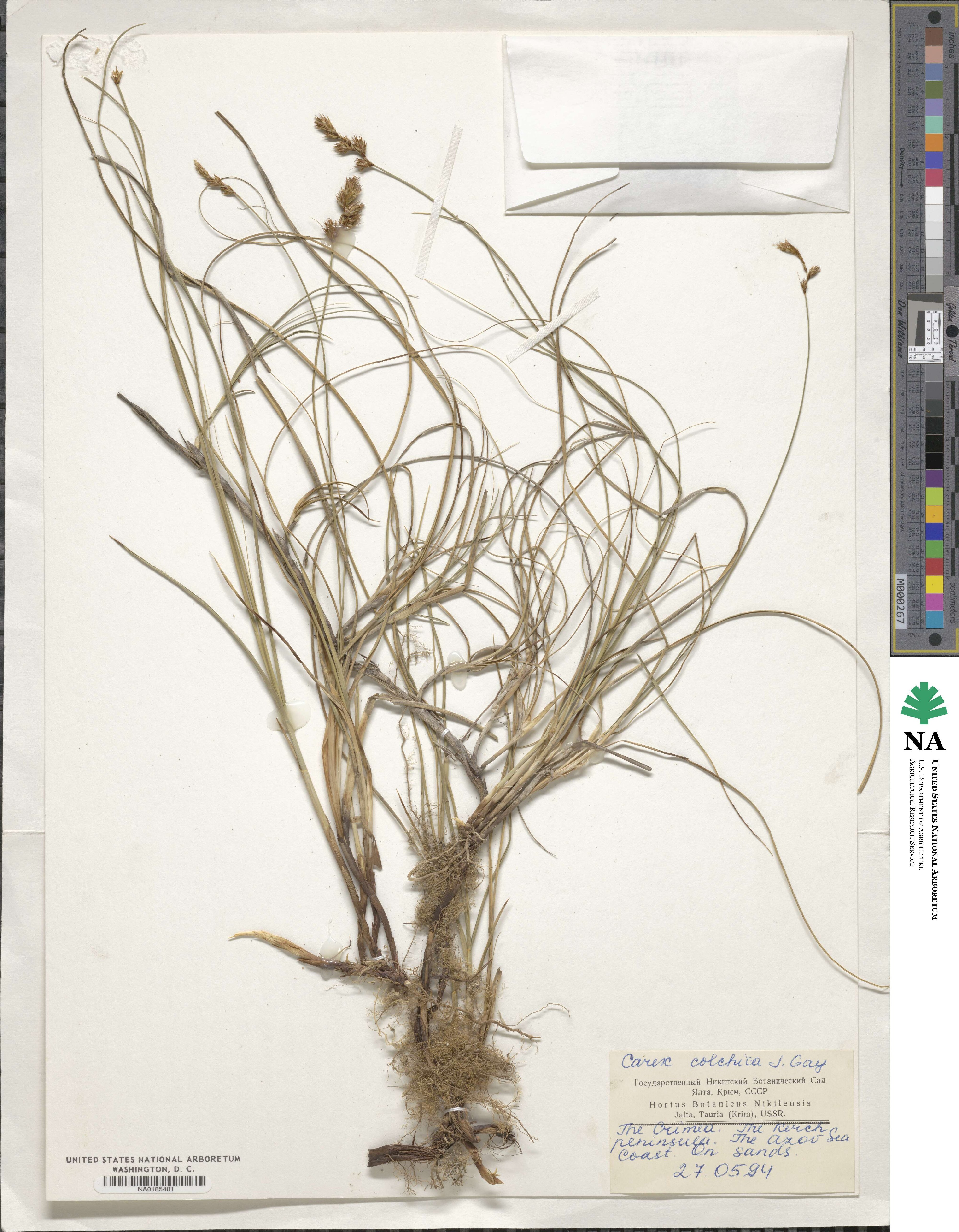 Carex colchica image
