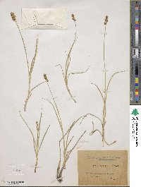 Carex spicata image