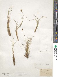 Carex curvula image