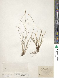 Carex davalliana image