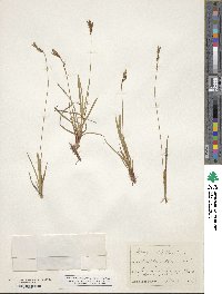 Carex digitata image