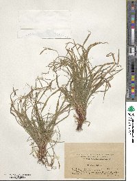 Carex digitata image