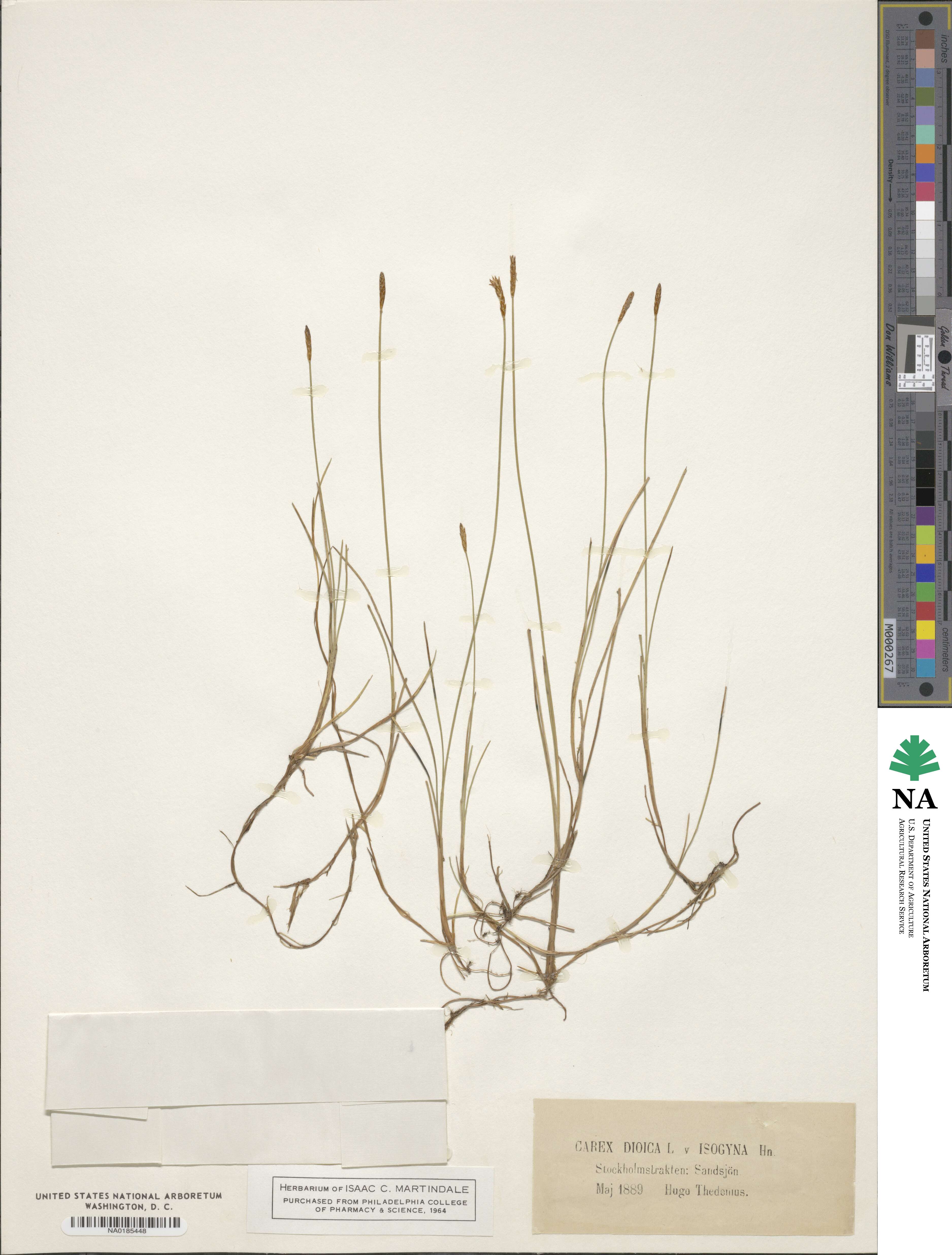 Carex dioica image