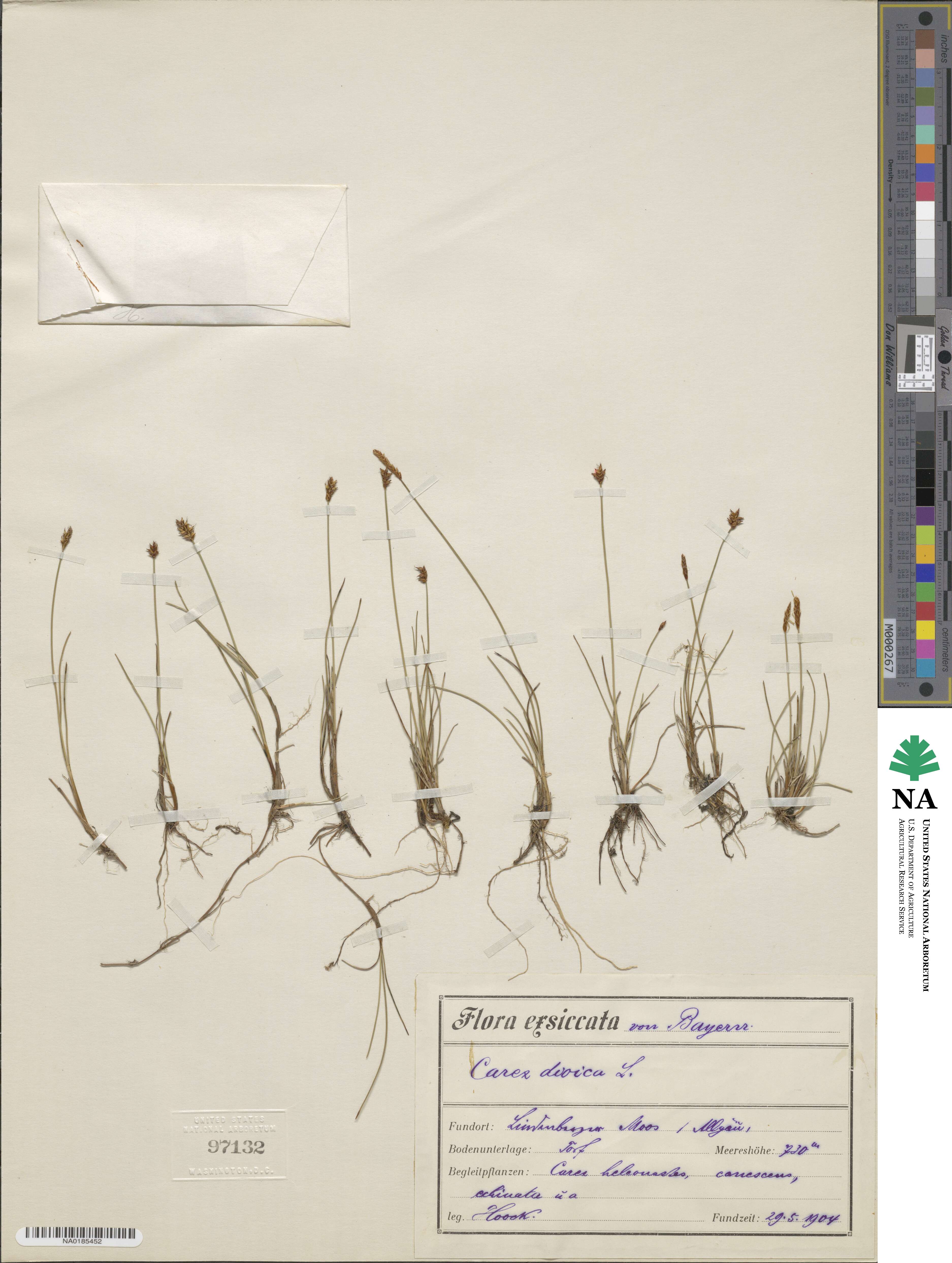 Carex dioica image
