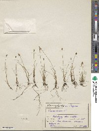 Carex dioica image