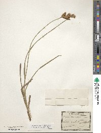 Carex disticha image