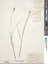 Carex disticha image