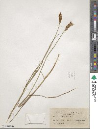 Carex disticha image