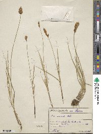 Carex disticha image