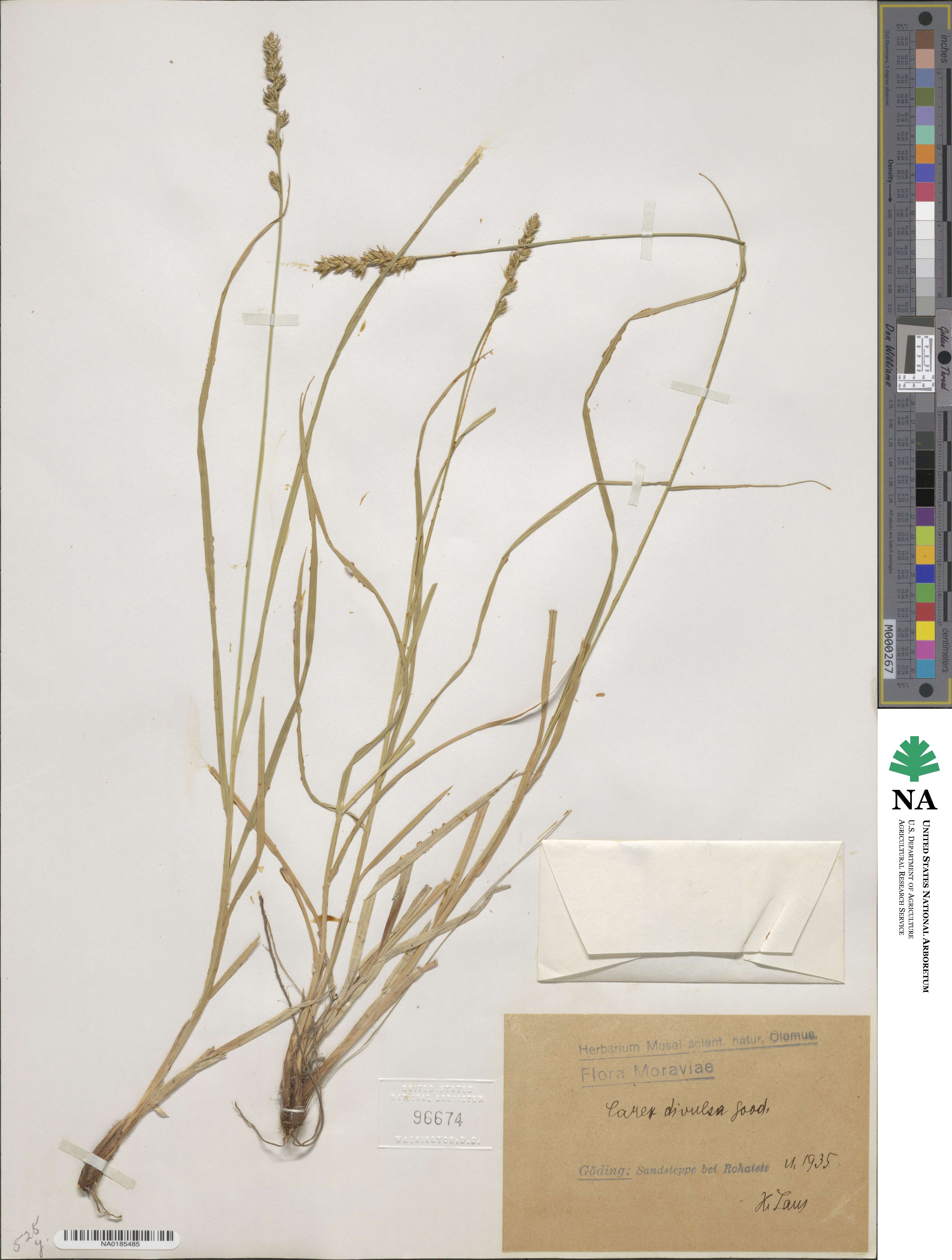 Carex divulsa image
