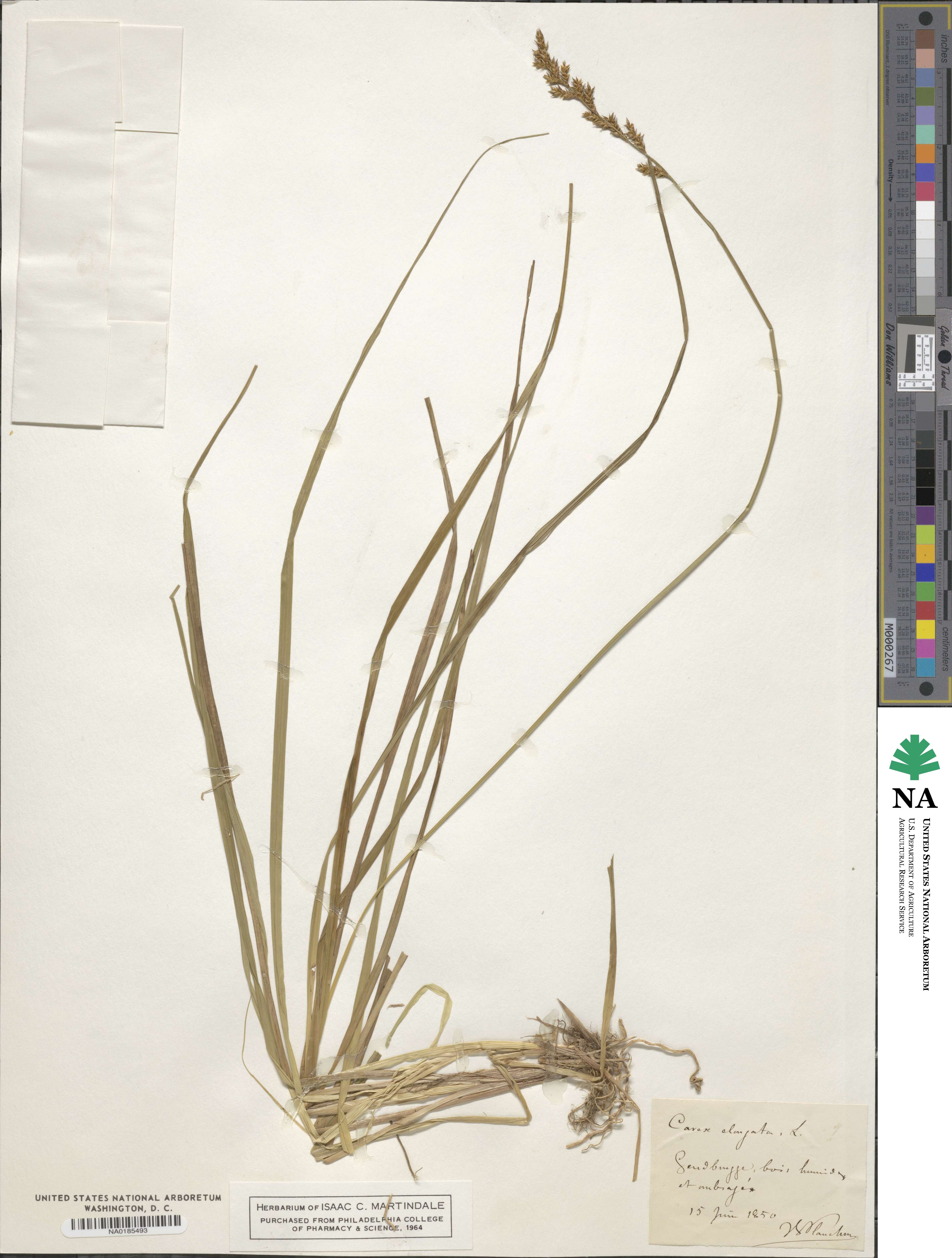 Carex elongata image