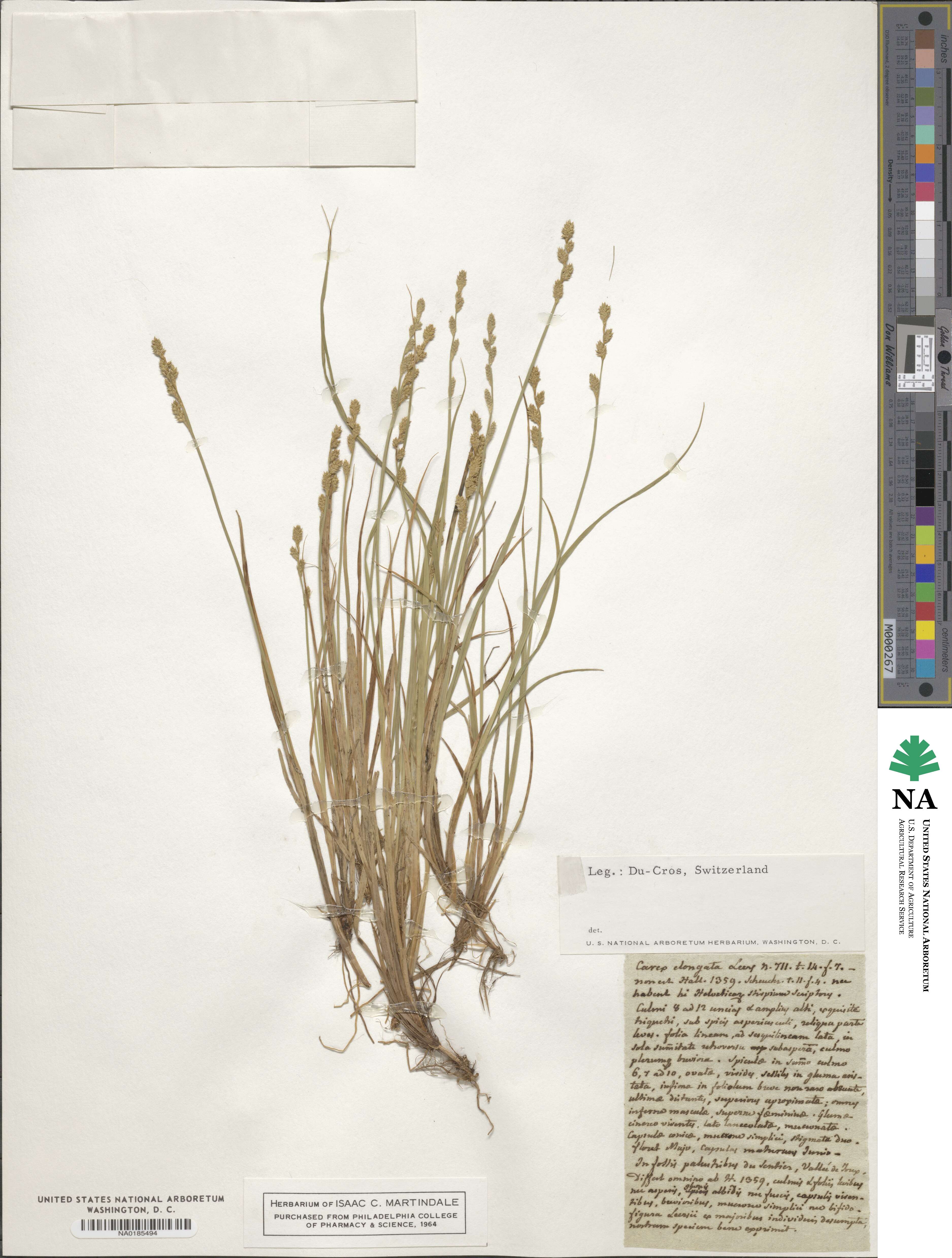 Carex elongata image