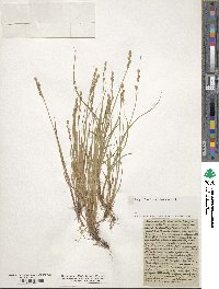 Carex elongata image