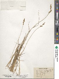 Carex elongata image