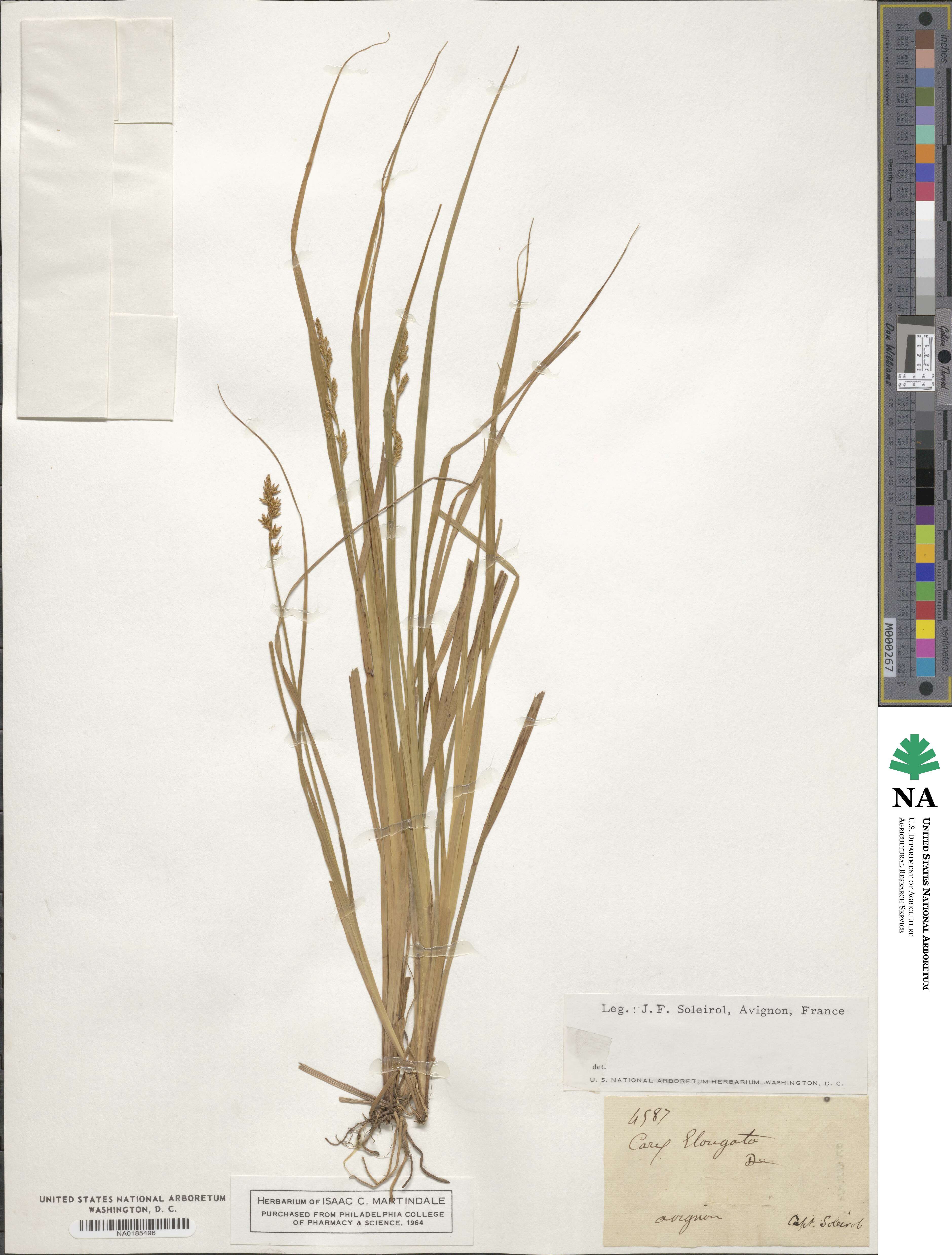 Carex elongata image