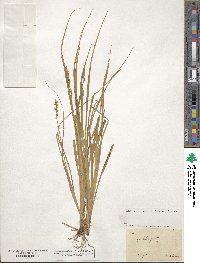 Carex elongata image