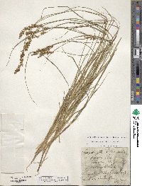 Carex elongata image