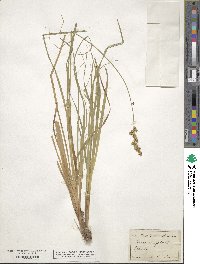 Carex elongata image