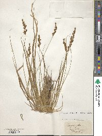 Carex elongata image