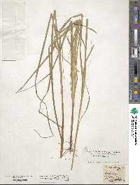 Carex elongata image