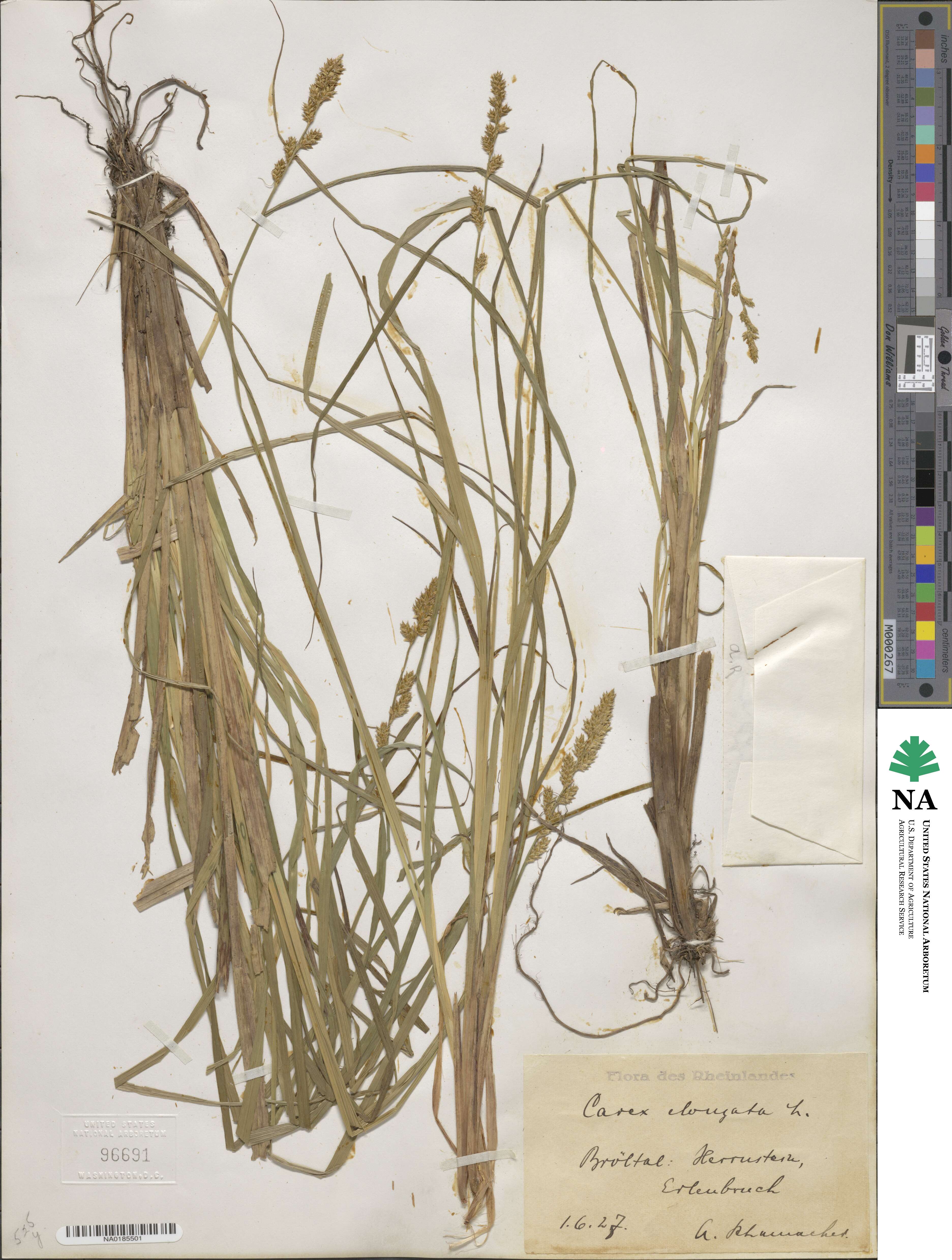 Carex elongata image