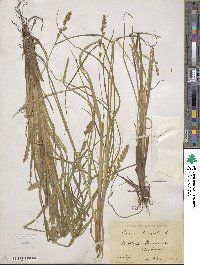 Carex elongata image