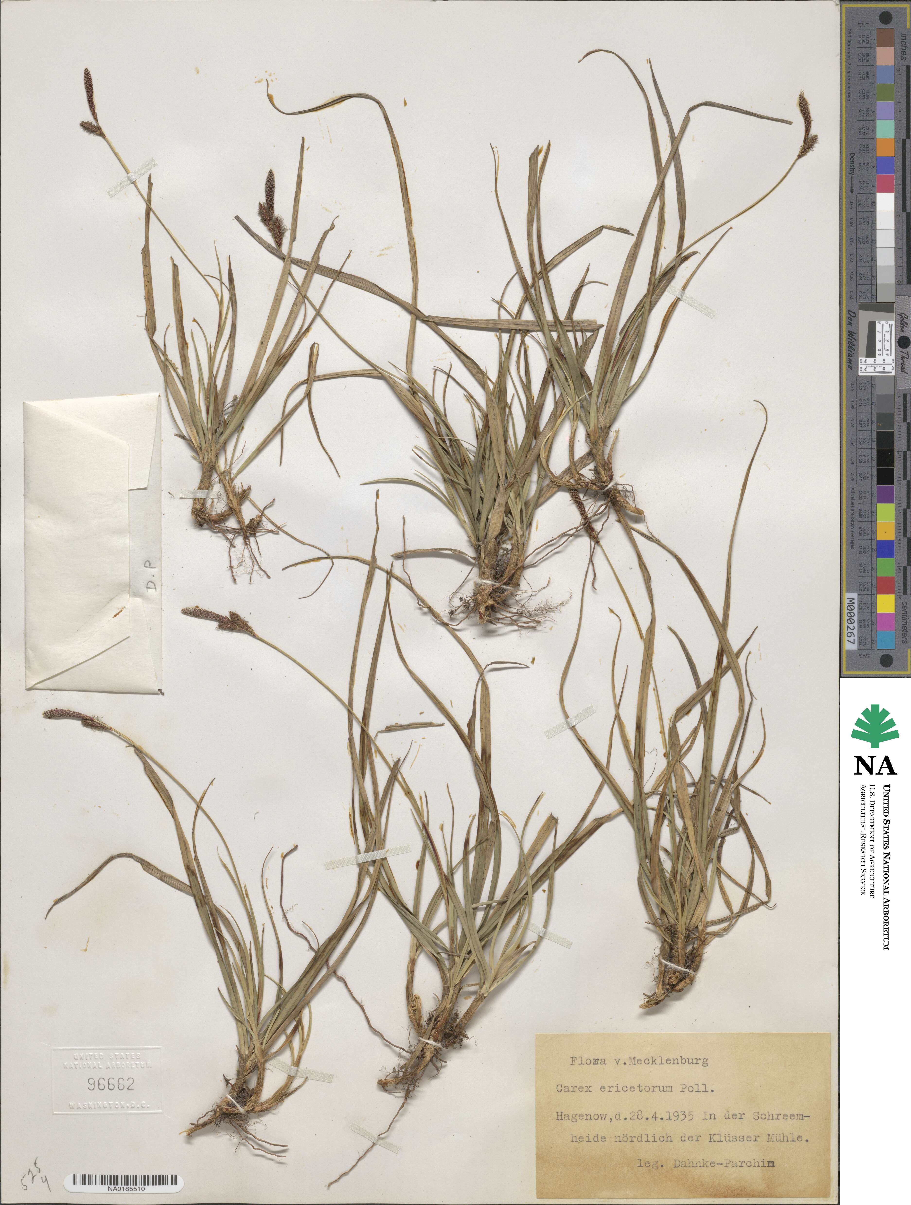 Carex ericetorum image