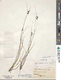 Carex extensa image