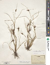 Carex extensa image