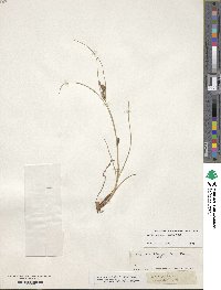 Carex extensa image