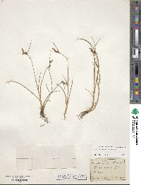 Carex extensa image