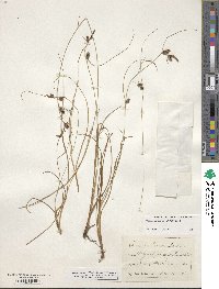 Carex extensa image