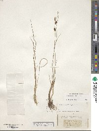 Carex extensa image