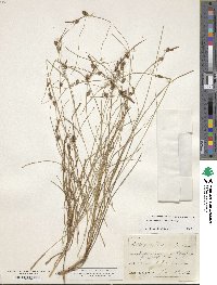 Carex extensa image