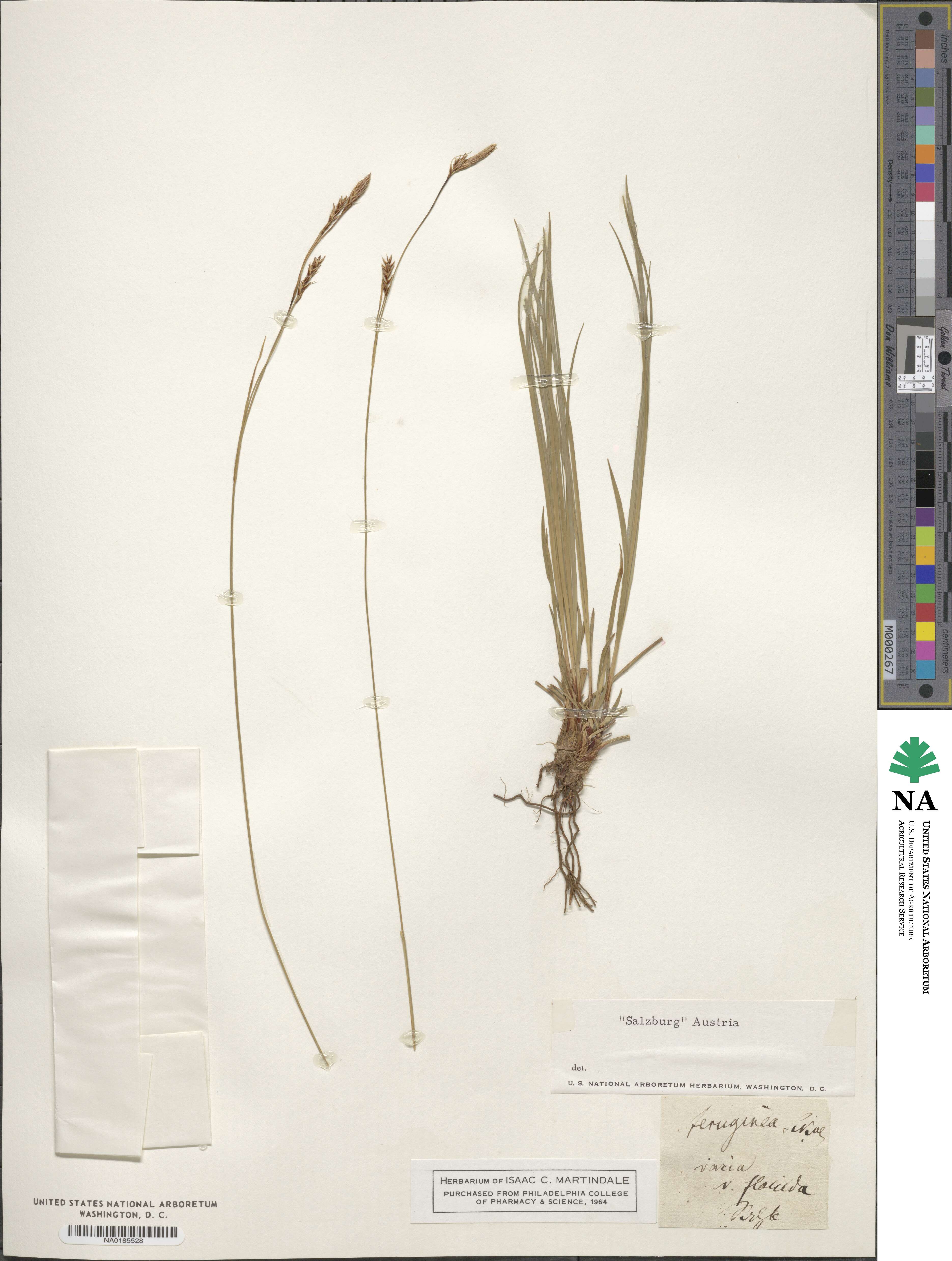 Carex ferruginea image