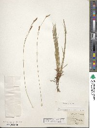 Carex ferruginea image