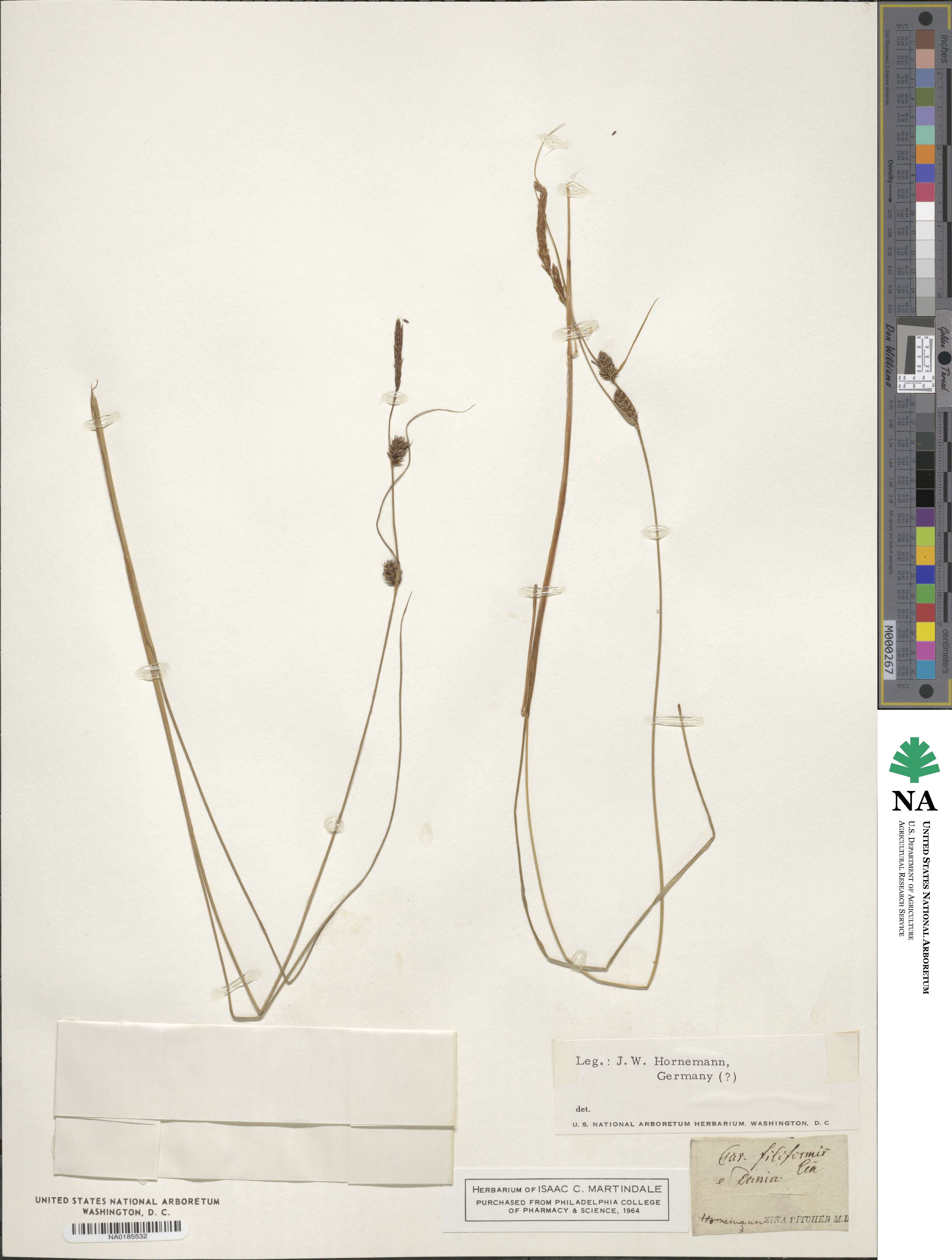 Carex montana image