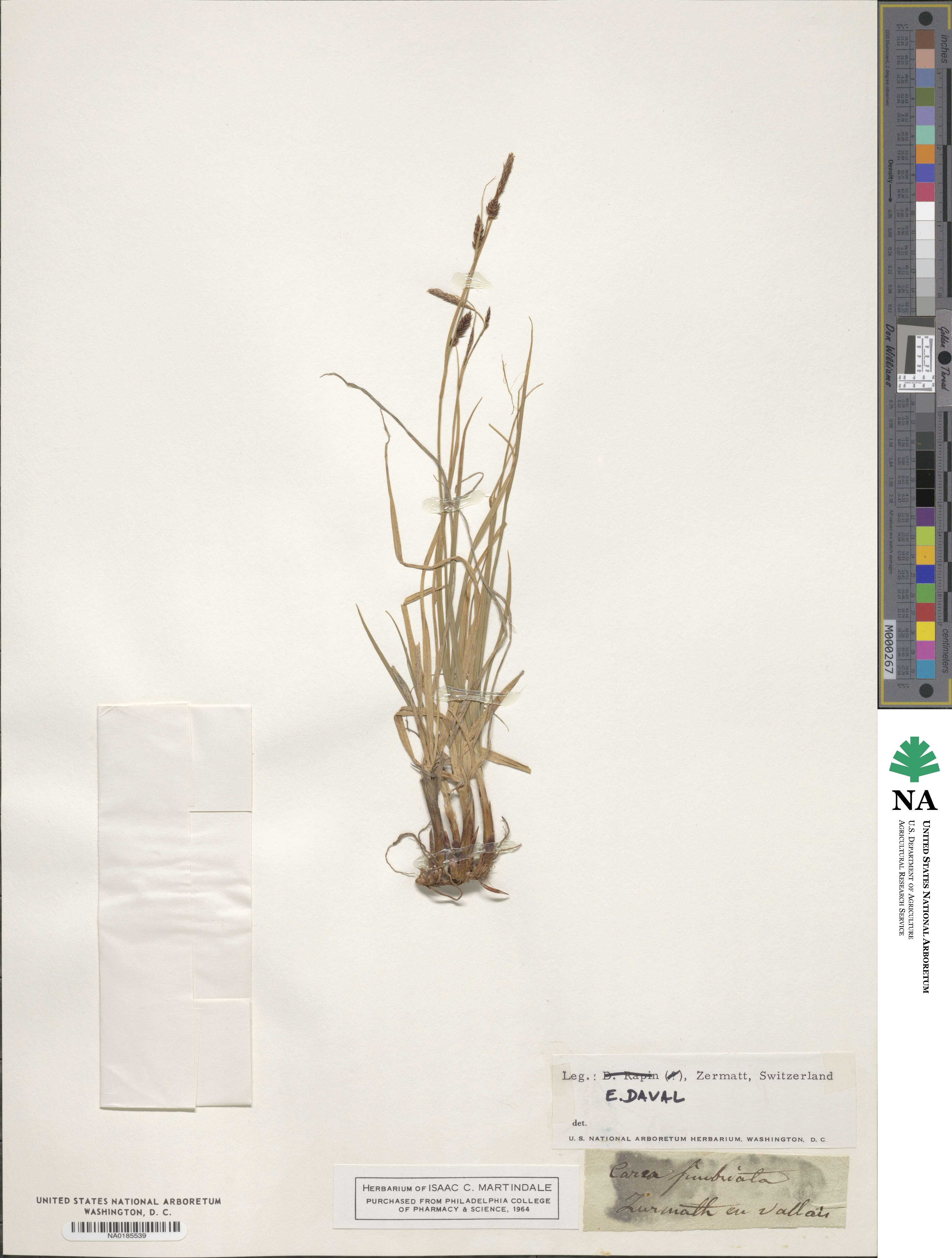 Carex fimbriata image