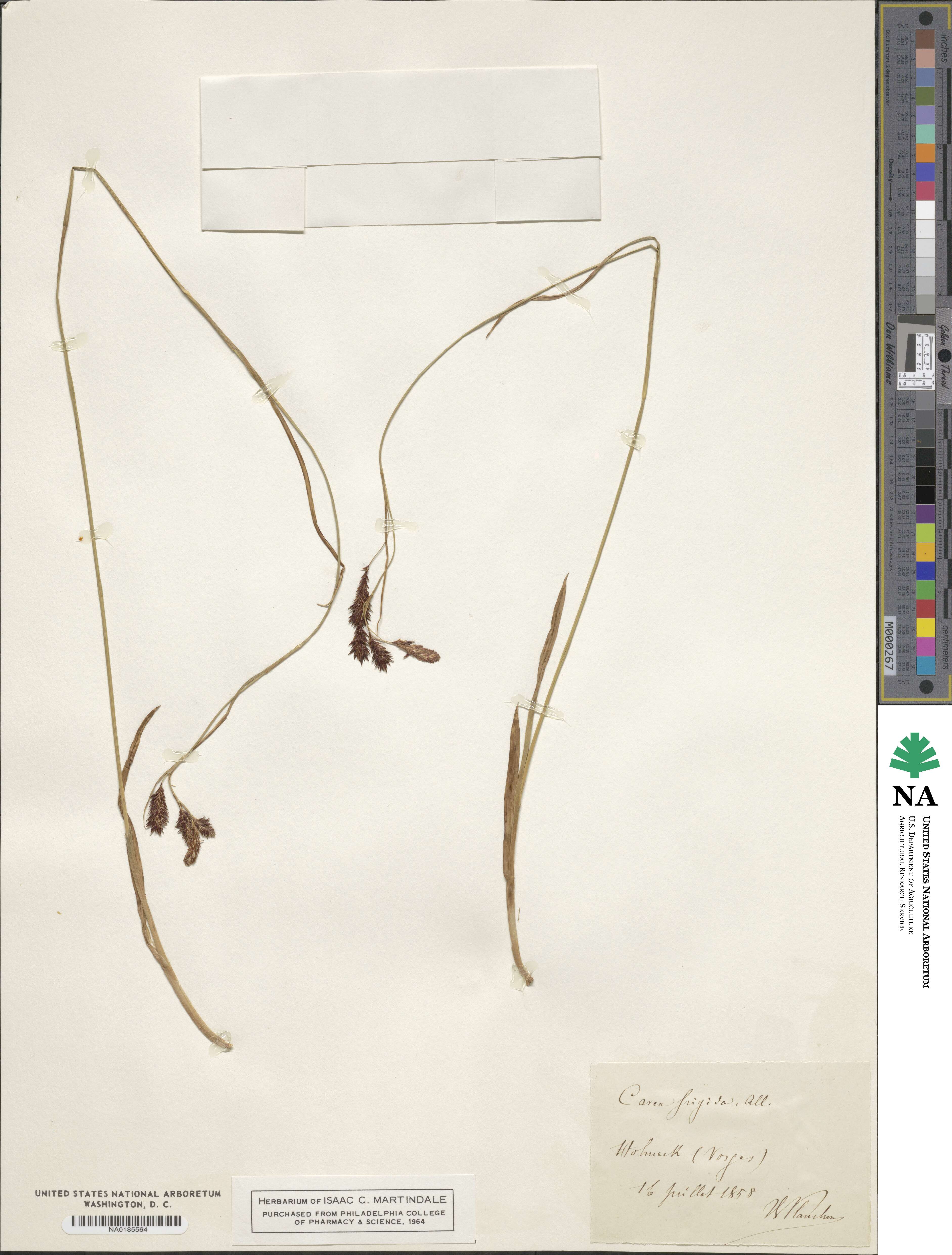 Carex frigida image
