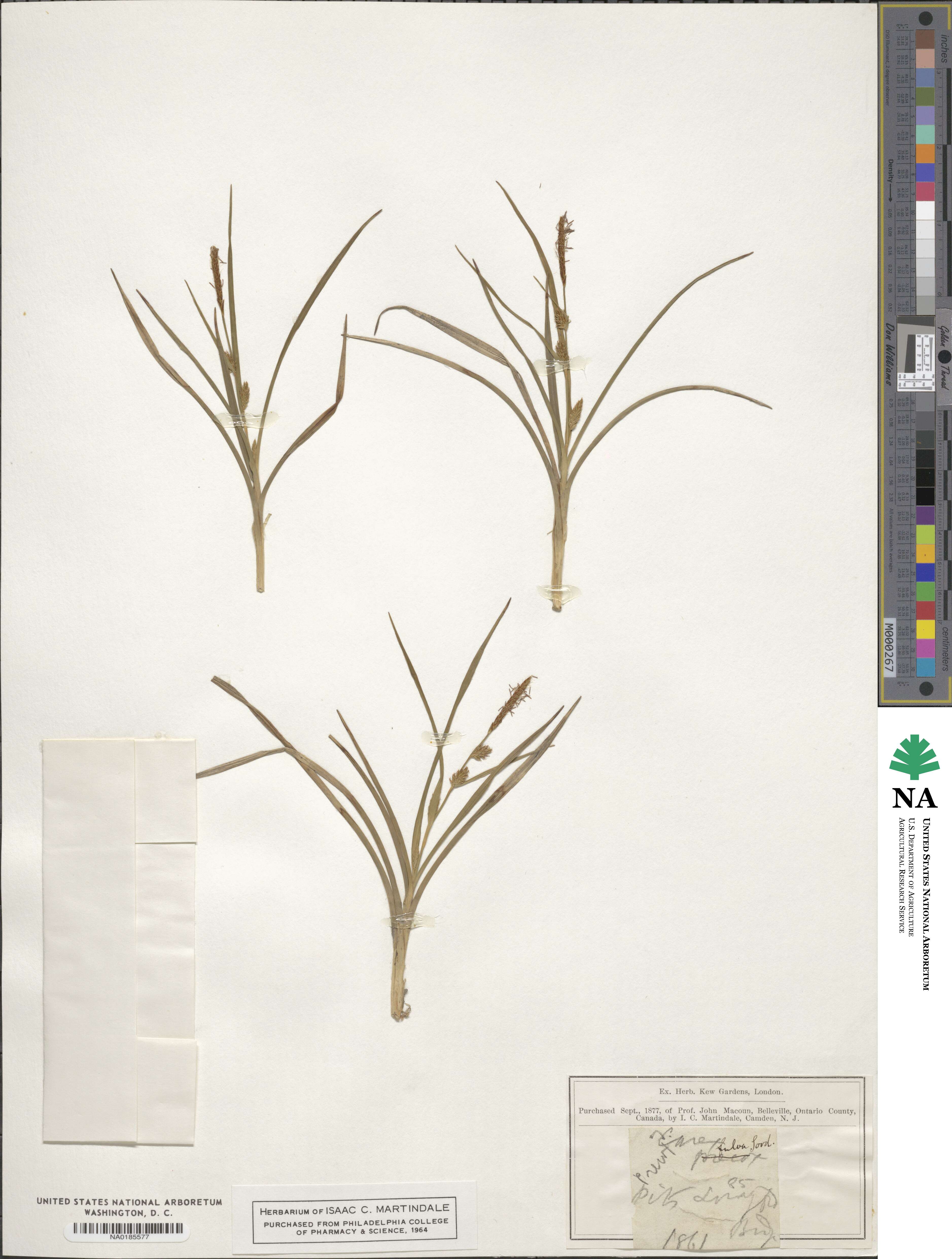 Carex fulva image