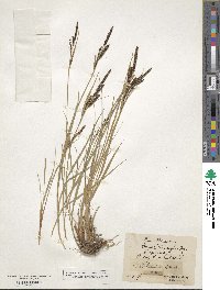 Carex nigra subsp. nigra image