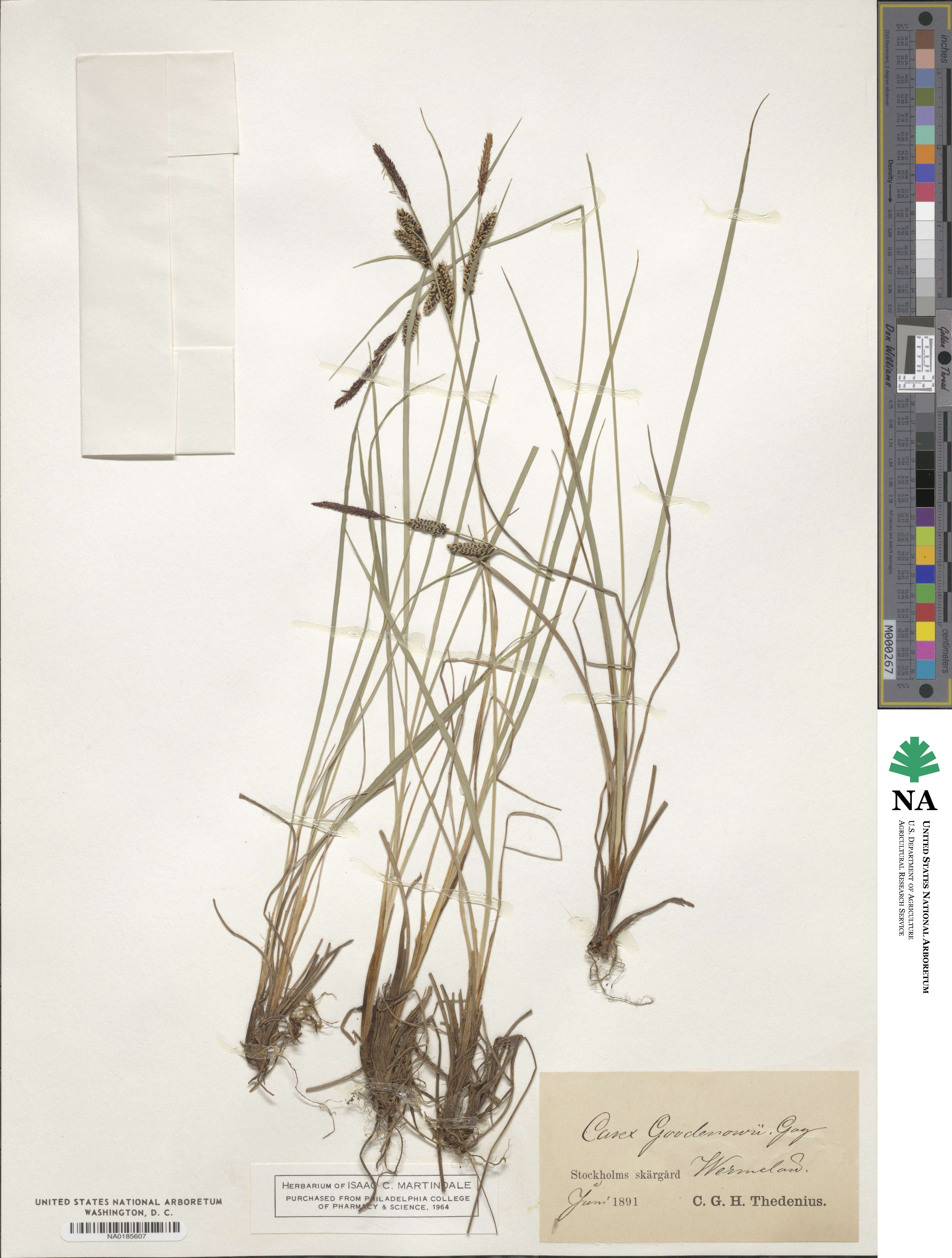 Carex nigra image